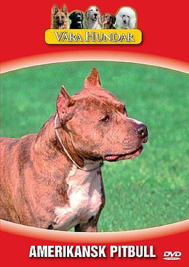 V�ra Hundar - Amerikansk Pitbull (hyrfilm)