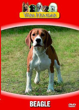 V�ra Hundar - Beagle