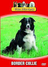 V�ra Hundar - Border Collie