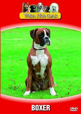 V�ra Hundar - Boxer
