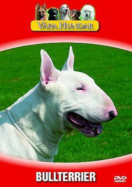 V�ra Hundar - Bullterrier