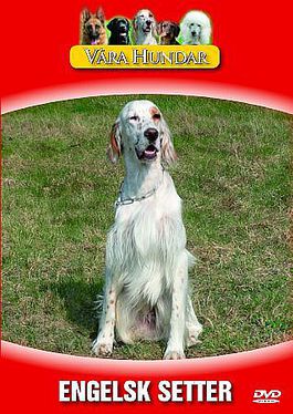 V�ra Hundar - Engelsk Setter
