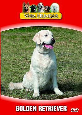 V�ra Hundar - Golden Retriever
