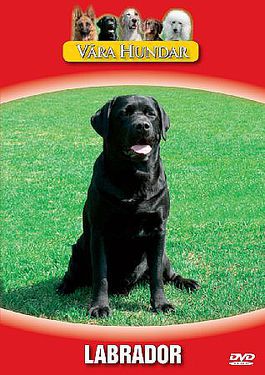 V�ra Hundar - Labrador