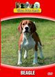 V�ra Hundar - Beagle