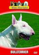 V�ra Hundar - Bullterrier