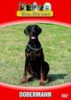 V�ra Hundar - Dobermann