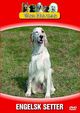 V�ra Hundar - Engelsk Setter